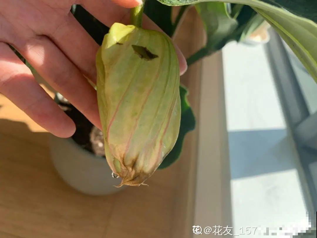 300块钱的花，一个没注意，一周掉成光杆司令