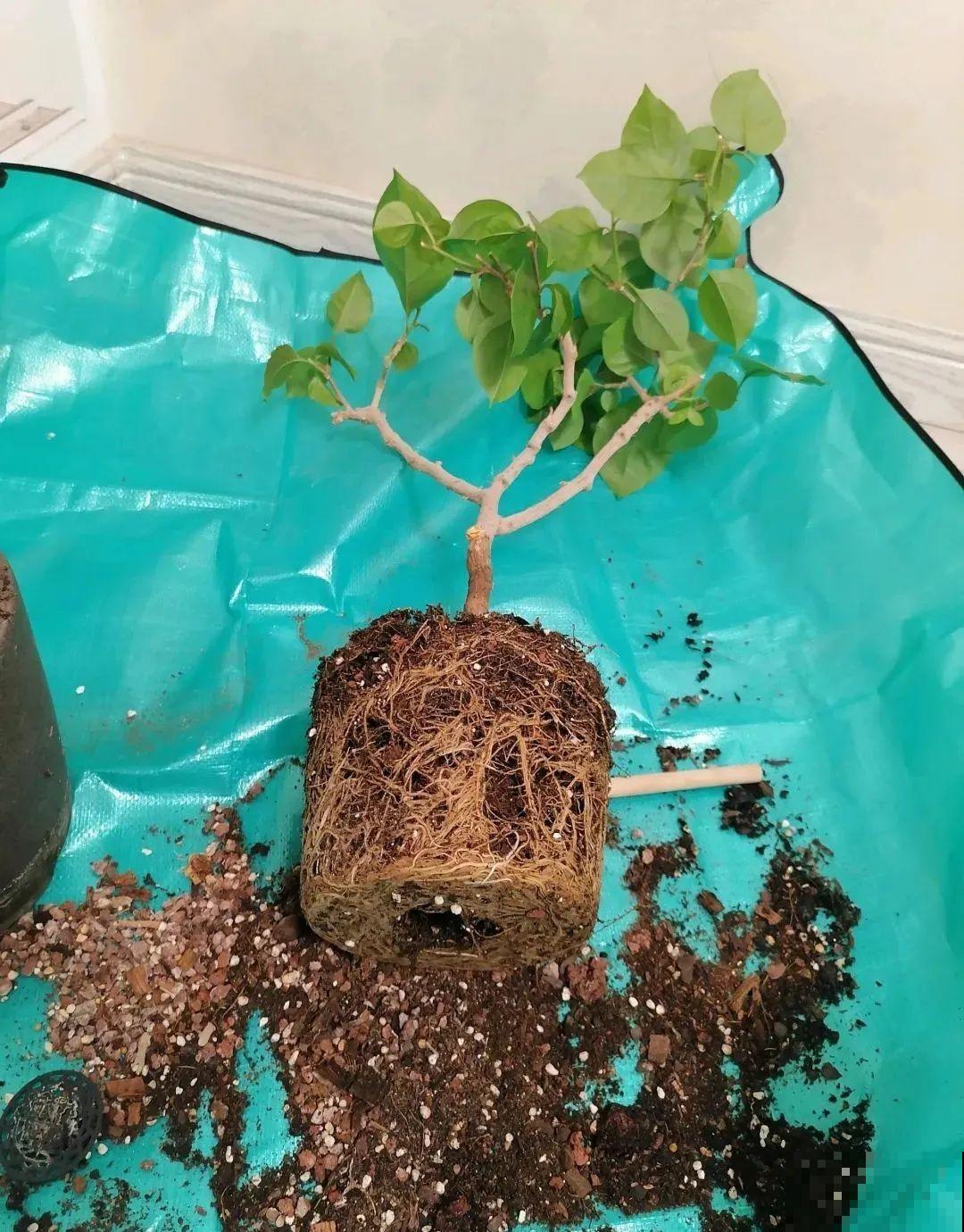 这种花就欠“拽”，没事拽拽根，变成老桩美到爆！