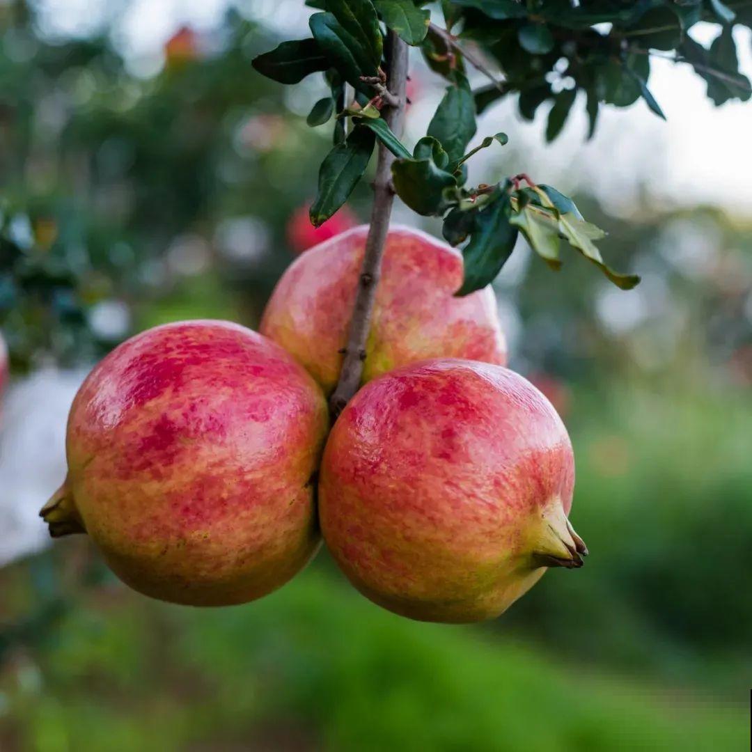 十一赏花图谱，看了啥花都认识，不用问别人！