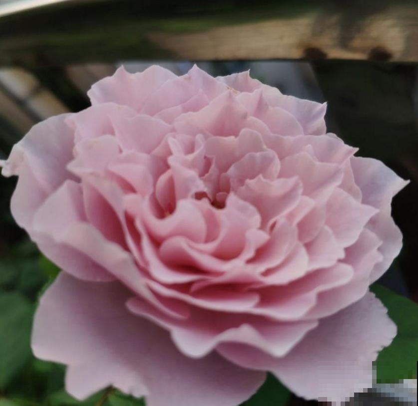 小型月季就选蜻蜓,花美气味香,隔着老远能闻见! 小型月季就选蜻蜓,花美气味香,隔着老远能闻见!