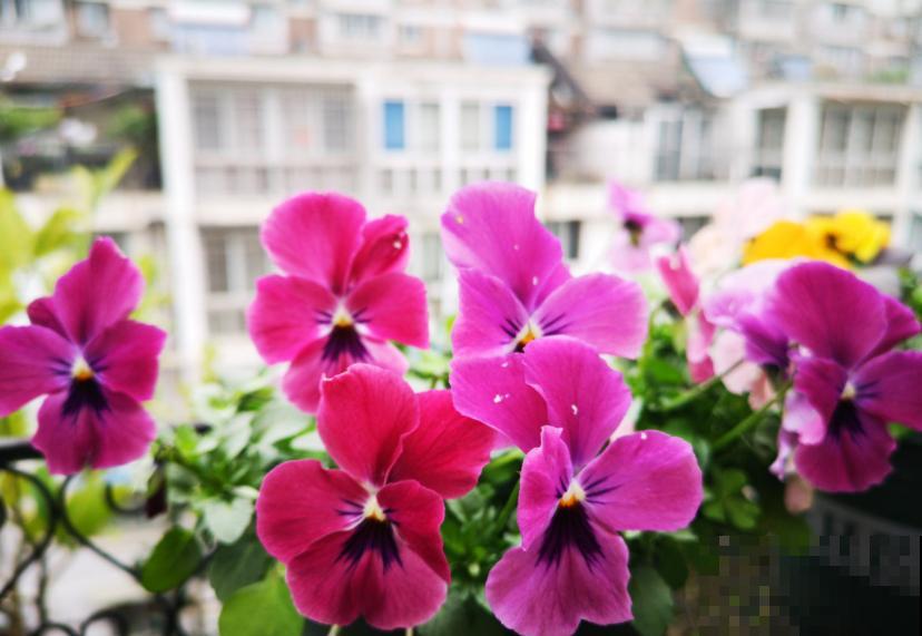 这种花秋冬必备，漂亮又好养活，品种多到挑花眼！