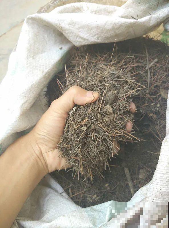 盆土表面长白霜，要赶紧清理，不然花都死了