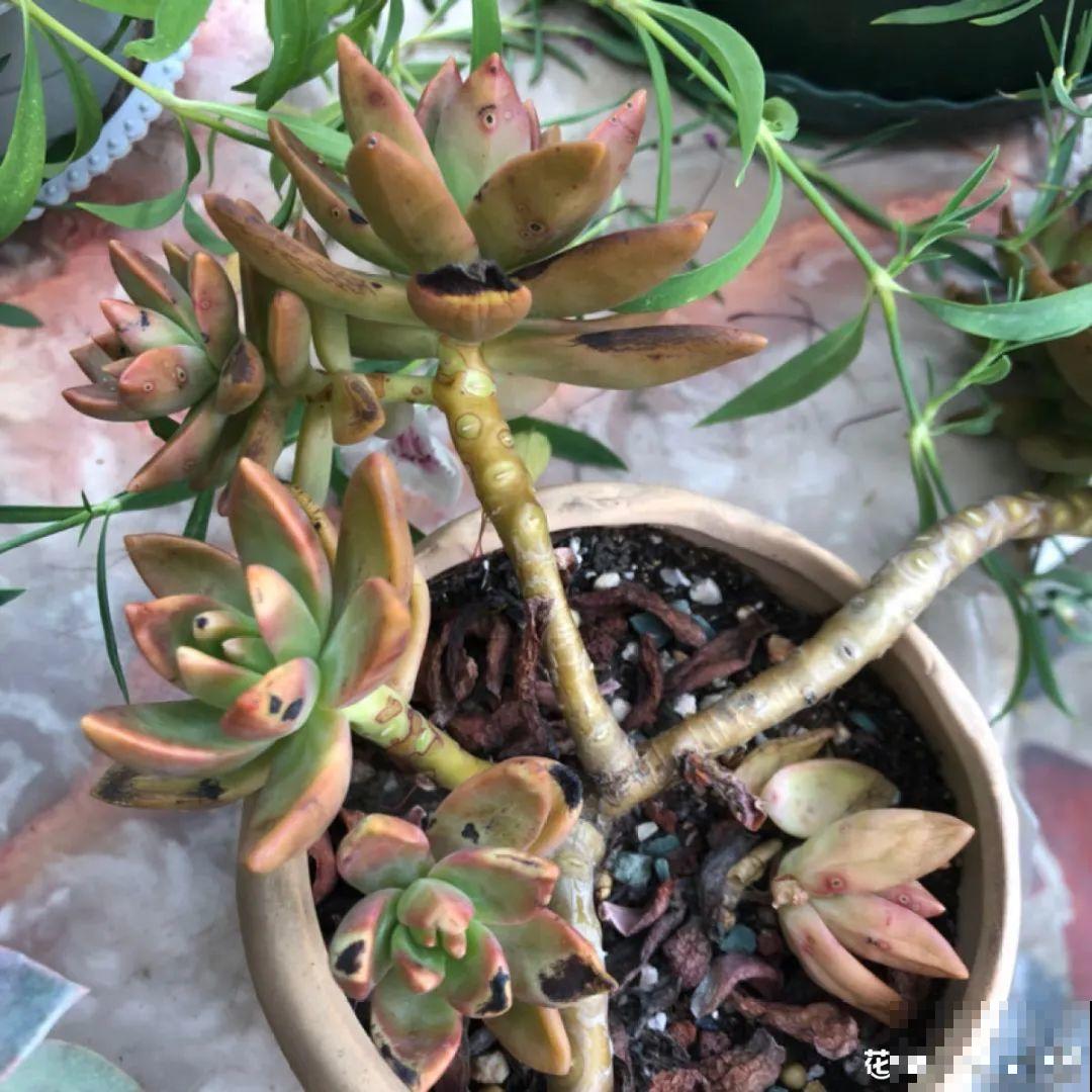 虫子再不杀，花都要死了，活不过今年！