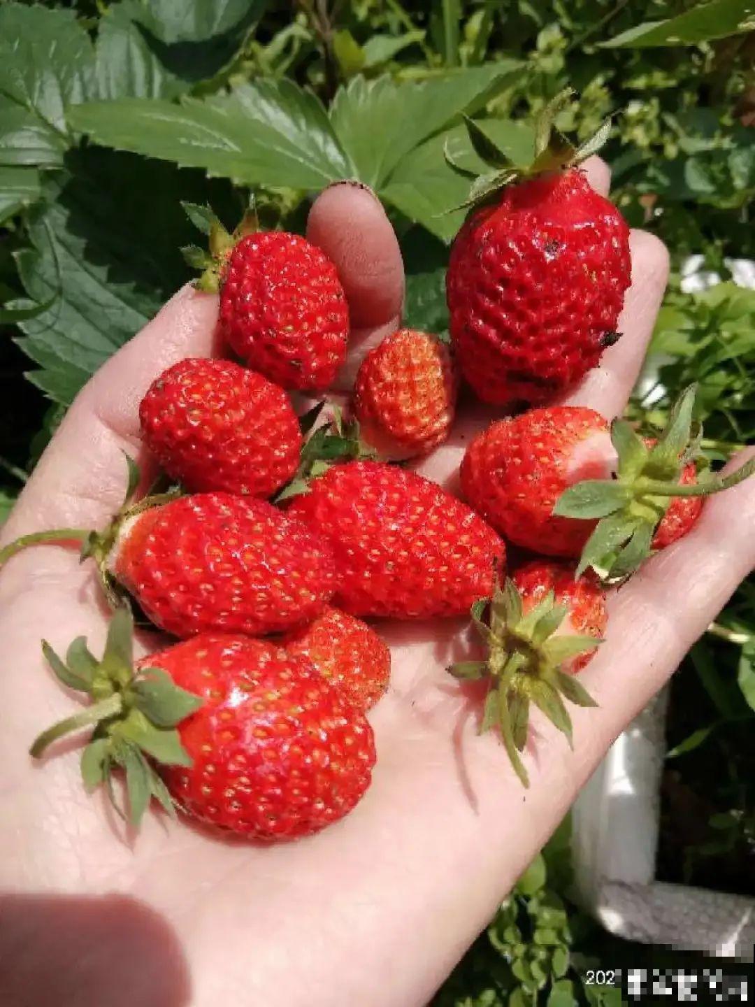 冬天养盆草莓，一盆能结不少果子，全家都够吃