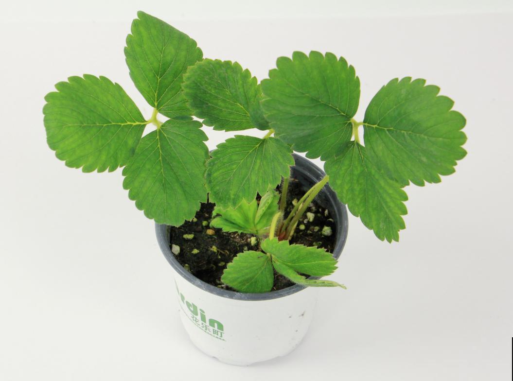 秋天养盆草莓，很快就开花，还能结果子