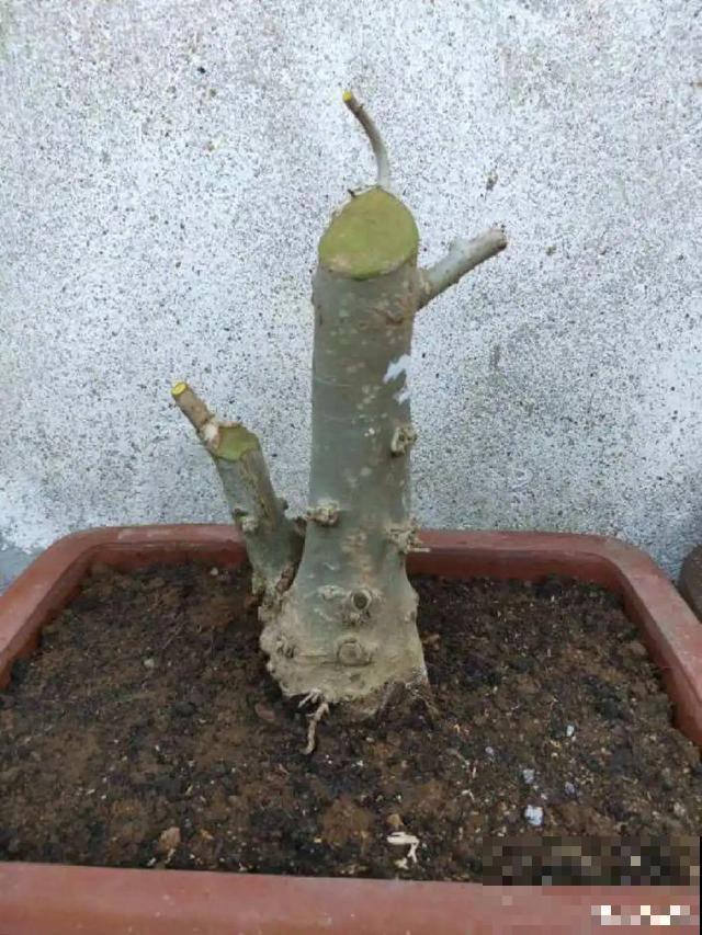 月季别剪了，剪完一杆全黑，今年都白养！