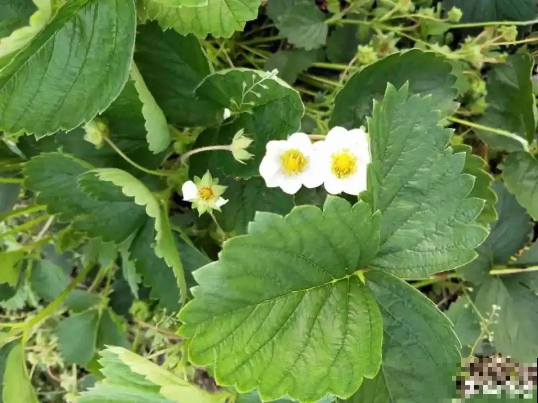 冬天养盆草莓，一盆能结不少果子，全家都够吃