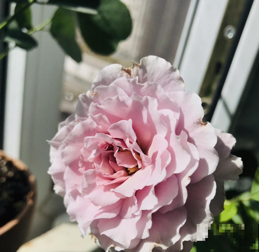 小型月季就选蜻蜓,花美气味香,隔着老远能闻见! 小型月季就选蜻蜓,花美气味香,隔着老远能闻见!