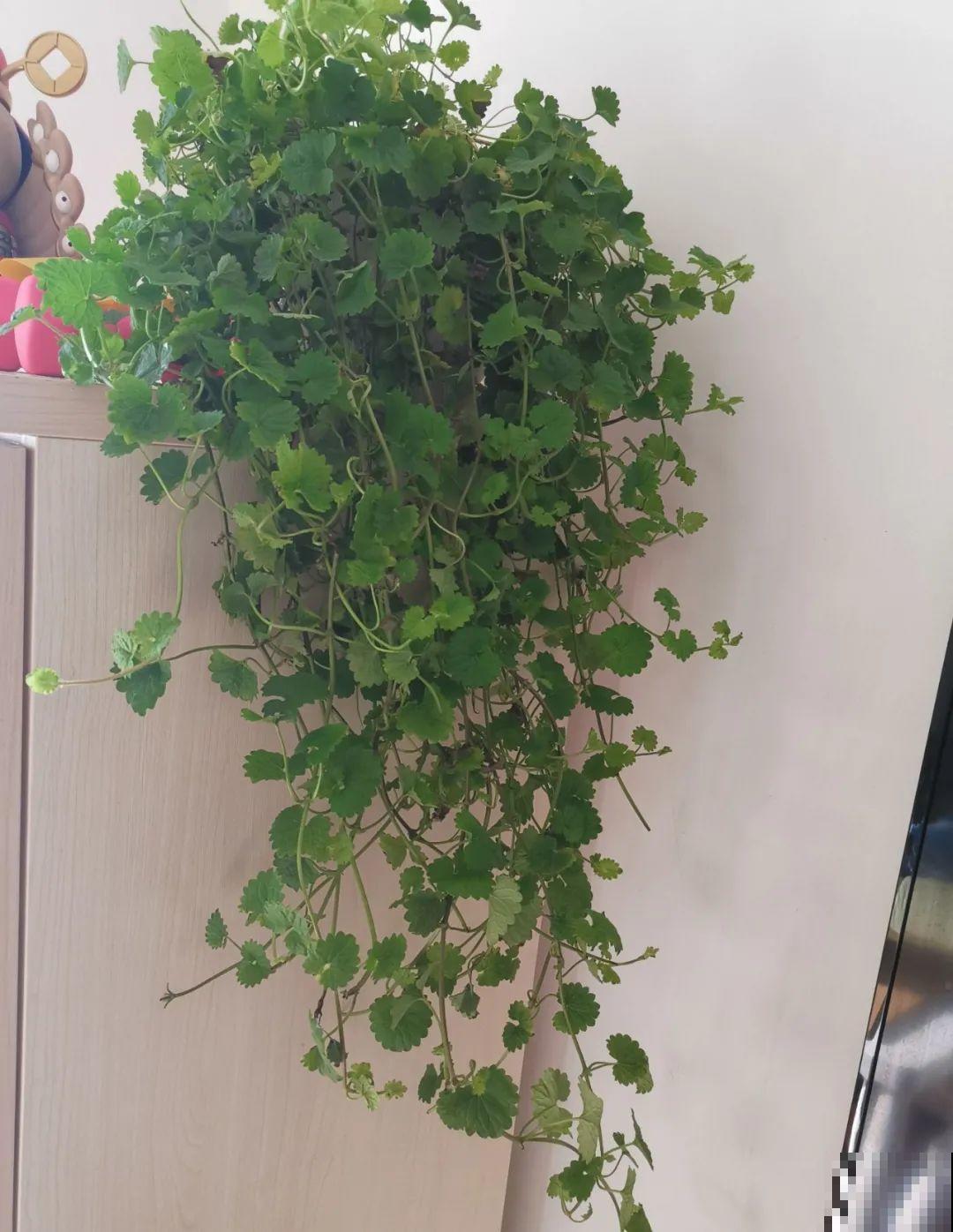 挂起来就能养的花,开花多不占地儿,家里能养100盆! 挂起来就能养的花,开花多不占地儿,家里能养100盆!