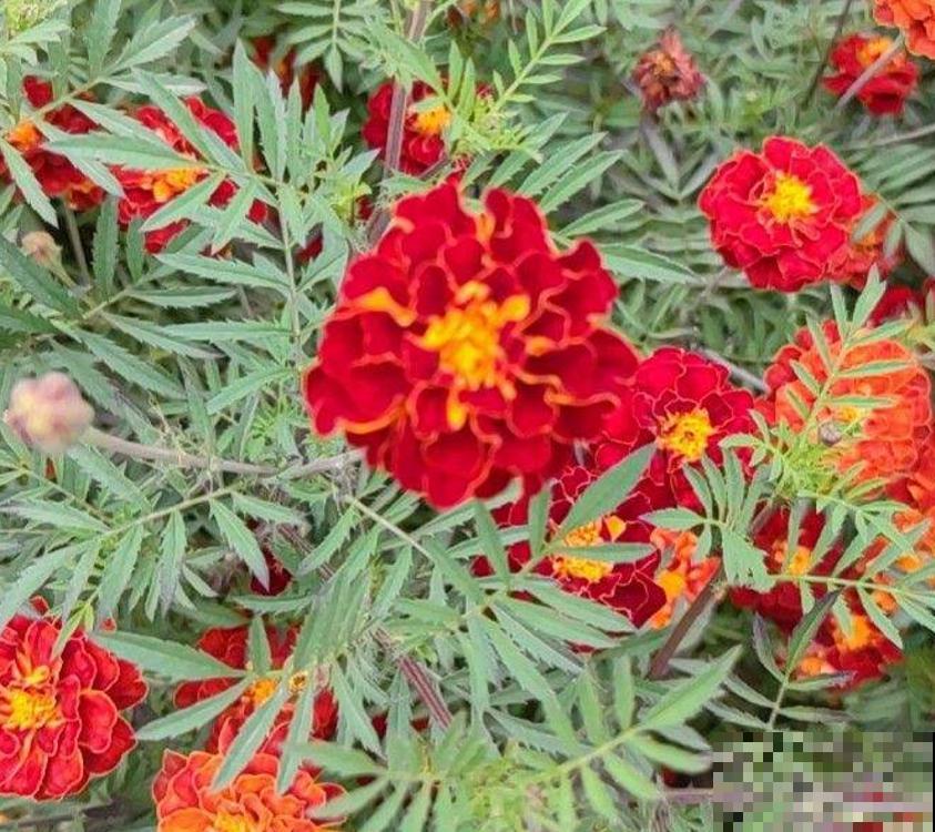 新手可养孔雀草,省心好养活,栽土里就长! 新手可养孔雀草,省心好养活,栽土里就长!