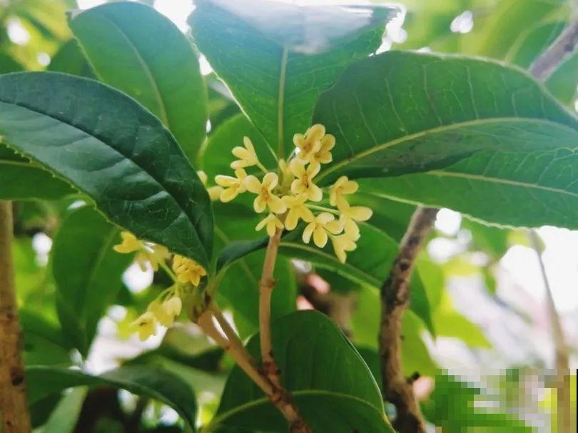 你在哪个城市，最适合养的花就是它！