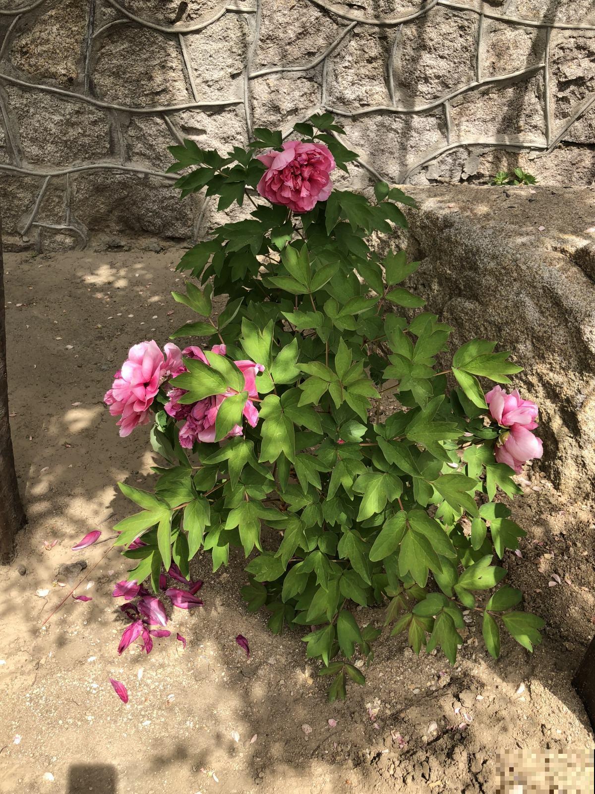 芍药还是牡丹？你真的了解花中二绝吗？别再错认姐妹俩了！