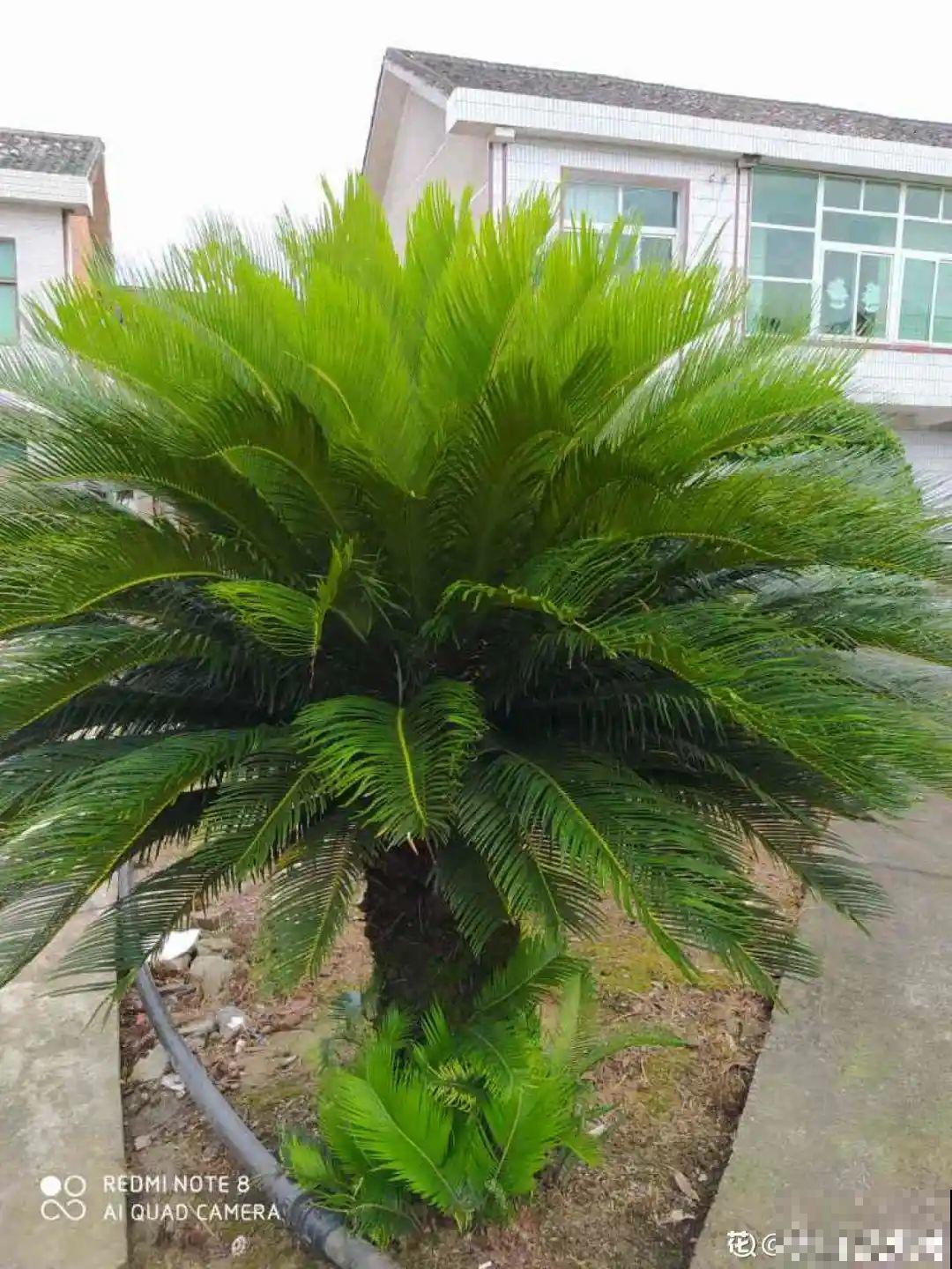 农村当柴火的花，花市卖得可贵，你认识几种？