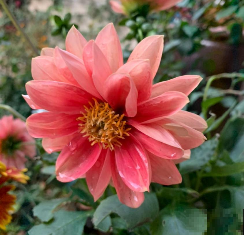 “迷你版”大丽花,花盆里也能栽,摆在阳台特好看! “迷你版”大丽花,花盆里也能栽,摆在阳台特好看!