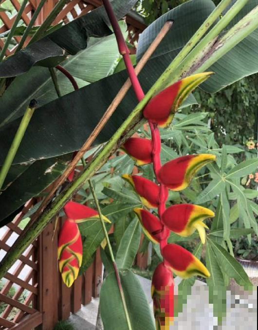 阳台种盆蝎尾蕉，一年四季开花，大气又漂亮！