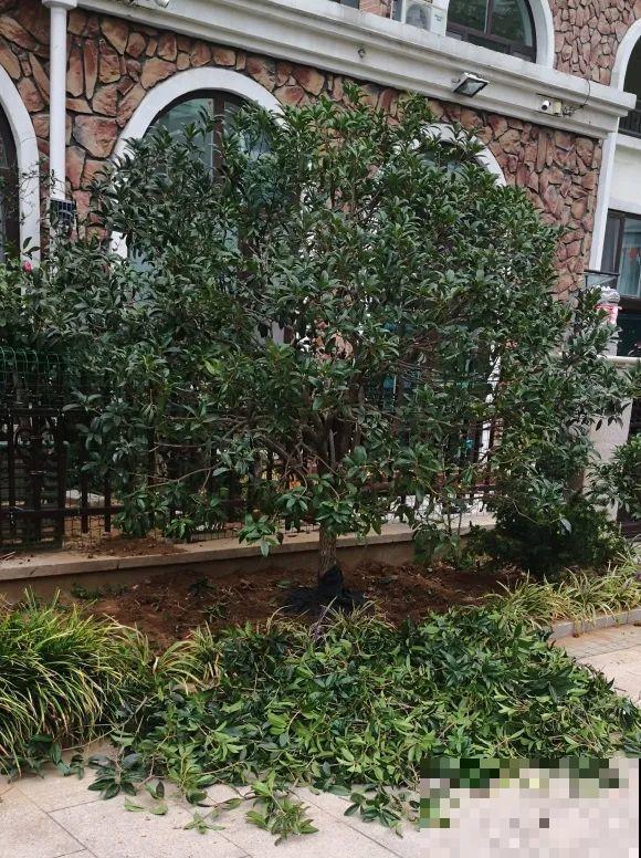 50年的桂花树,卖了5万块钱,大家觉得值吗? 50年的桂花树,卖了5万块钱,大家觉得值吗?