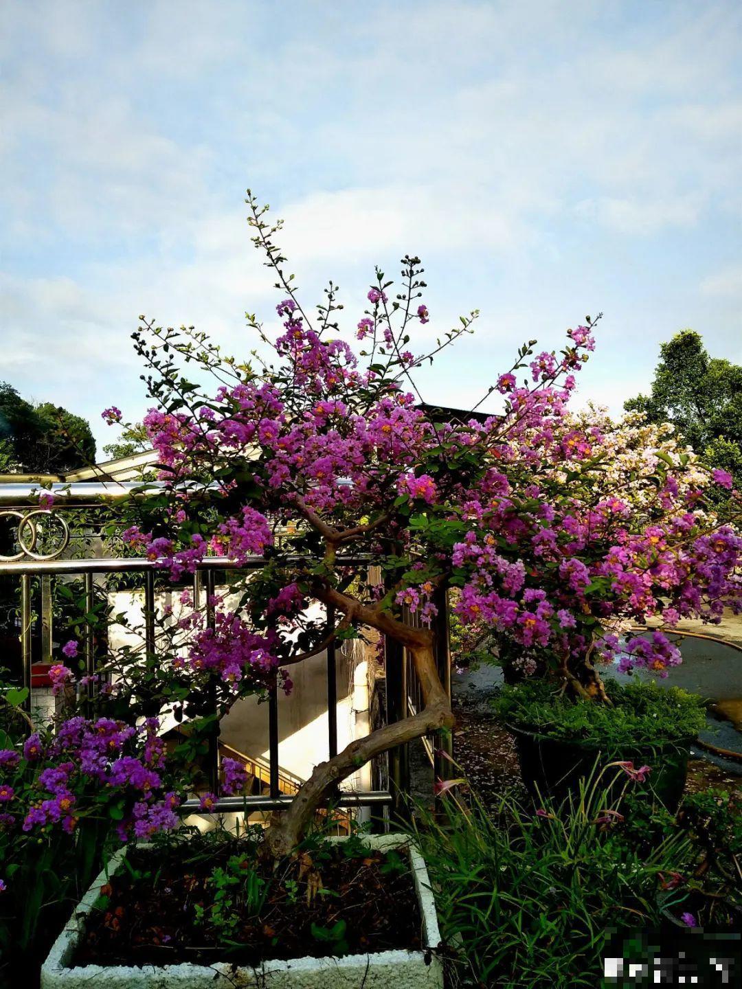 路过垃圾桶，捡走两个泡沫箱，回家扦插出了一大片花