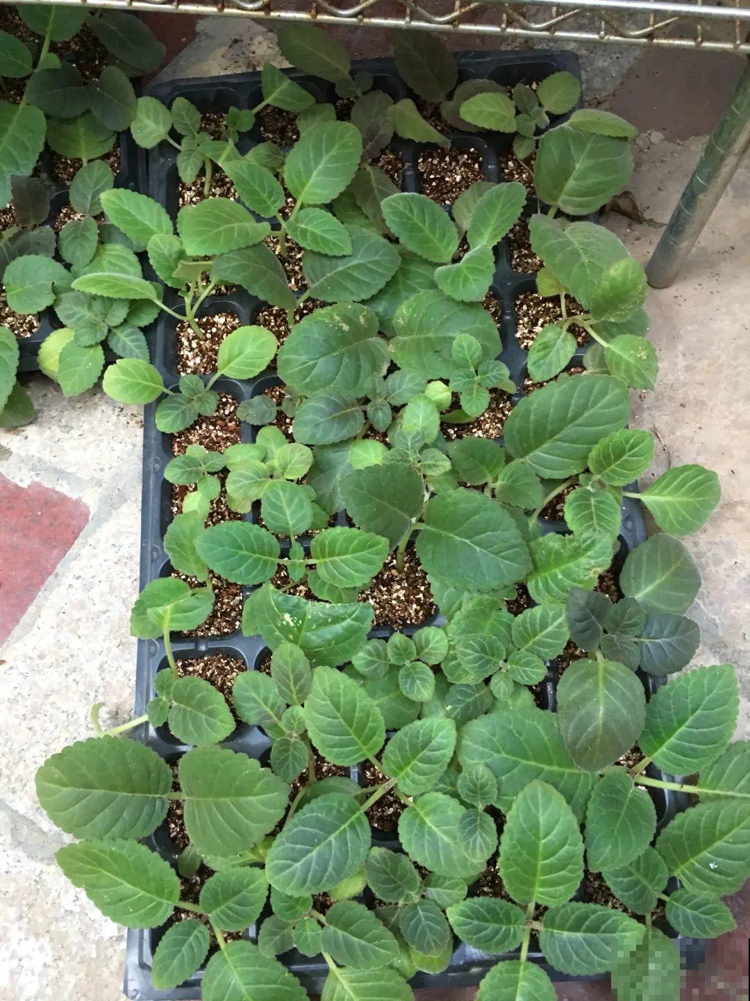 最后一波扦插，赶紧动手，天冷就不行了！