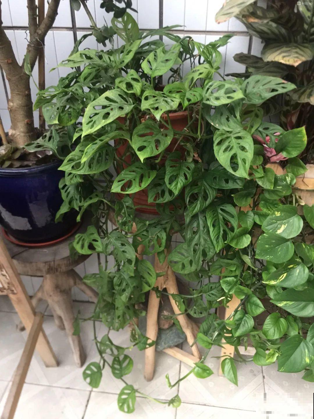 家里养棵球兰，开花漂亮，香味浓郁