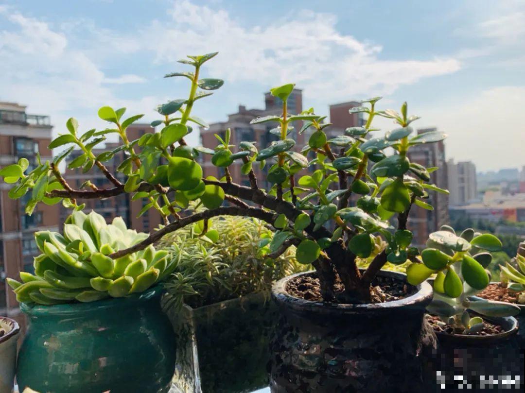 金枝玉叶开花了,特罕见,比雅乐之舞还美! 金枝玉叶开花了,特罕见,比雅乐之舞还美!