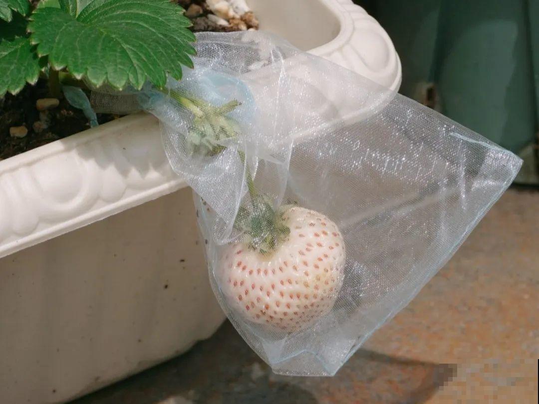 秋天养盆草莓，很快就开花，还能结果子