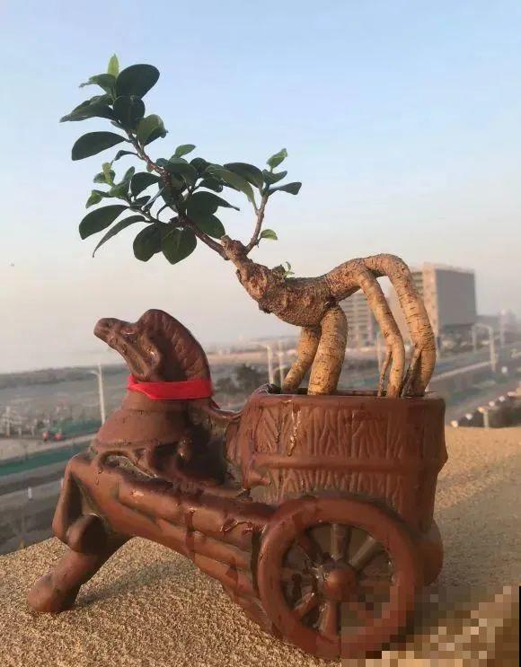 酒瓶子别丢掉,那可是种花神器,省了一笔买花钱 酒瓶子别丢掉,那可是种花神器,省了一笔买花钱