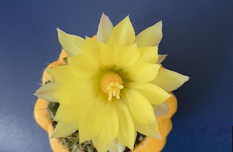 这5种多肉爱开花,花朵还极美,没见过亏大了! 这5种多肉爱开花,花朵还极美,没见过亏大了!