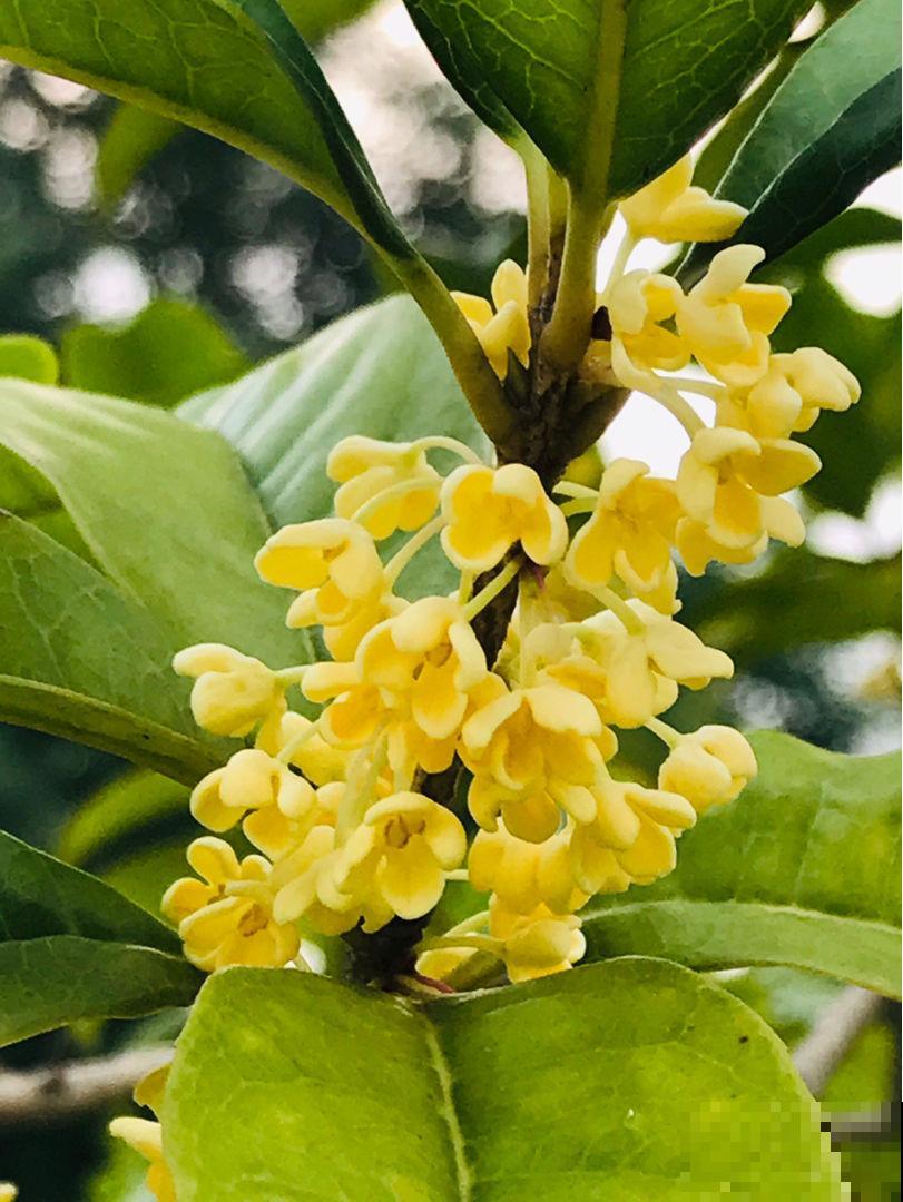 正值“桂月”，养桂花最合适，香味超浓郁