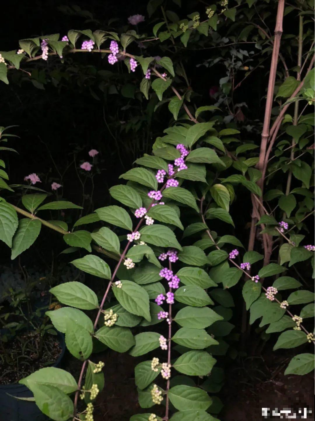 农村当柴火的花，花市卖得可贵，你认识几种？