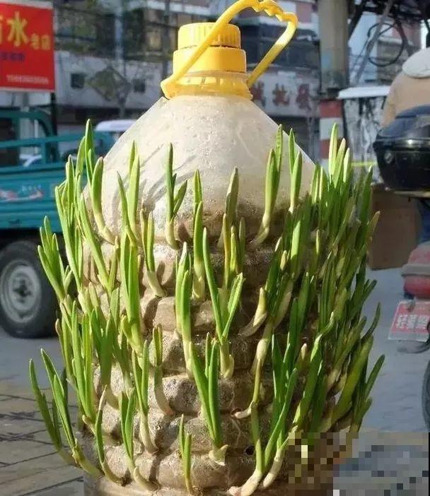 垃圾桶也能养花，扦插种菜样样行，省了不少买盆钱
