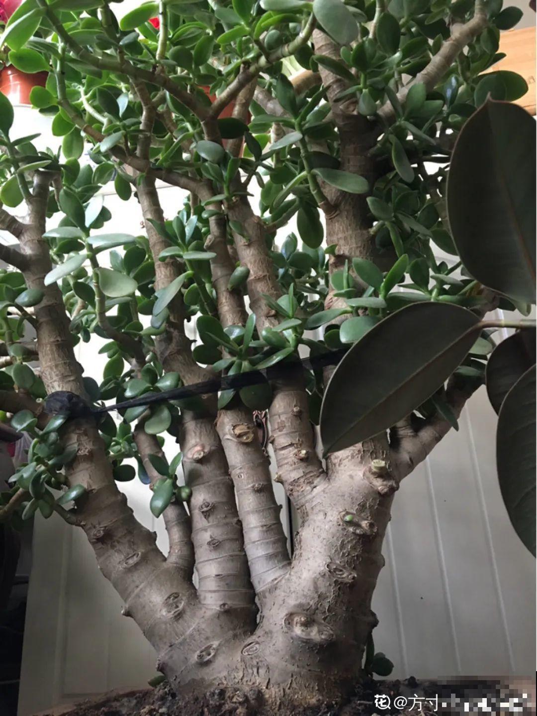 6种花特耐寒，断水两个月，也能正常生长