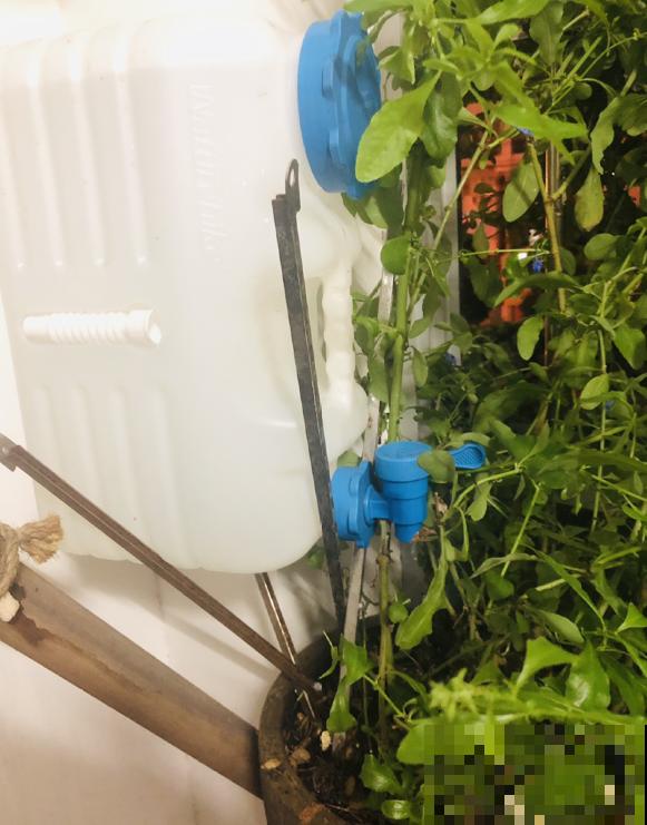 花友出差，花卉没人浇水？3种方法，个个实用！