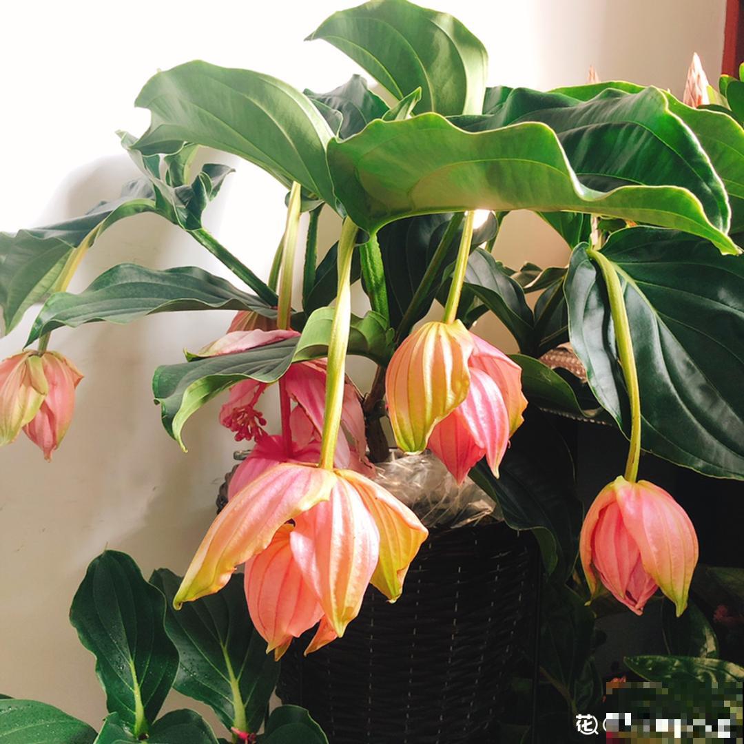 8种贵花，一盆好几百，有钱了一定要买一盆！