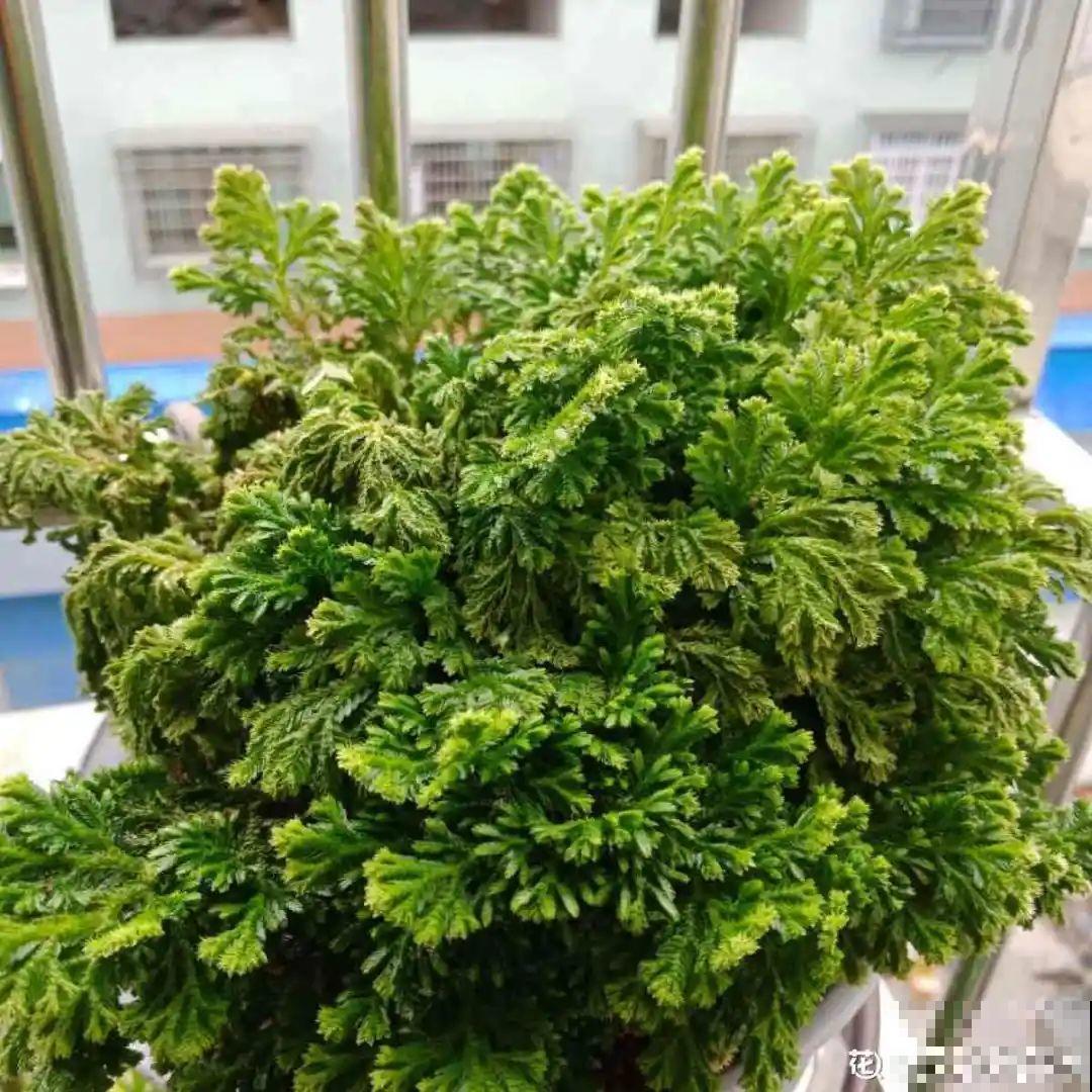 这种花特抗冻,不怕严寒,养死算我输! 这种花特抗冻,不怕严寒,养死算我输!