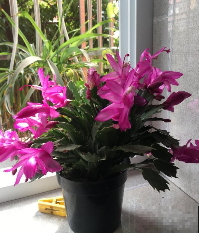 这些花一开始觉得丑,养了之后:真香! 这些花一开始觉得丑,养了之后:真香!