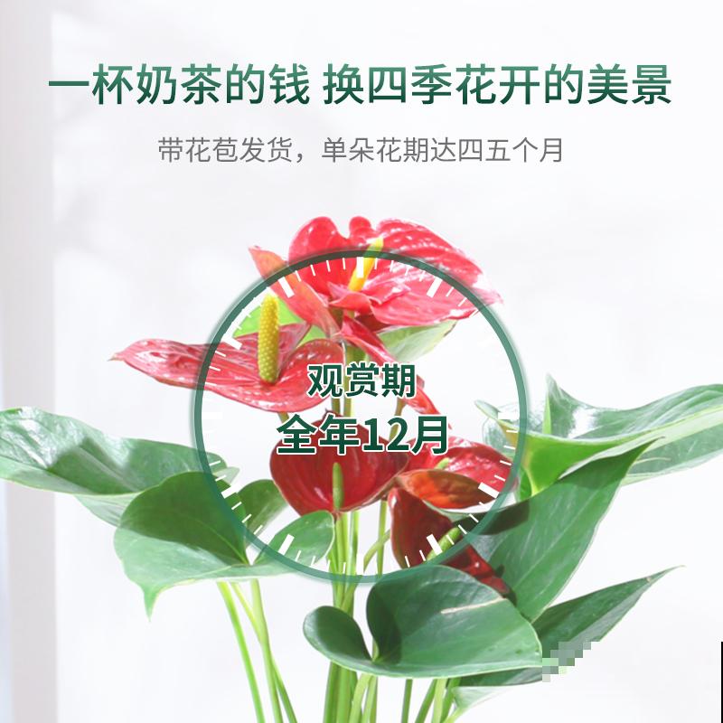 火红的“叶子花”，一年能开上百天，养在家里特喜庆