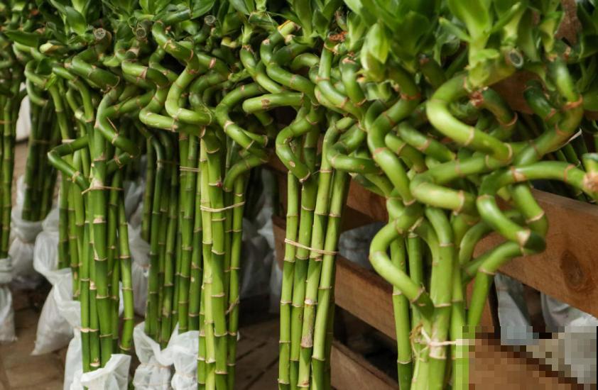 秋天富贵竹易黄叶，找准原因，翠绿一整秋！