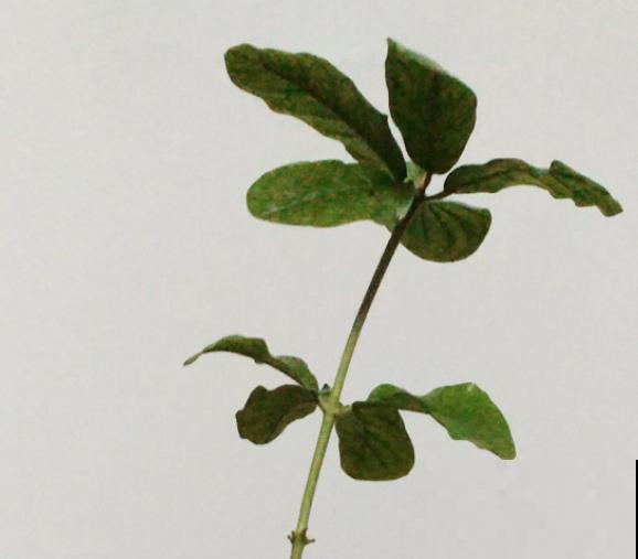 修剪时间要选准，现在修剪刚刚好，越剪越长！