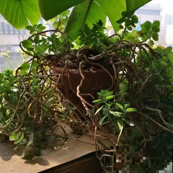 最大的长寿老桩,7年时间,养成盆景! 最大的长寿老桩,7年时间,养成盆景!