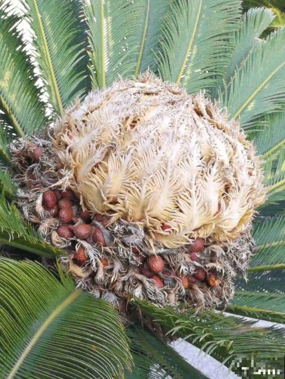 铁树开花，生了一窝“蛋”，千万别乱掏！