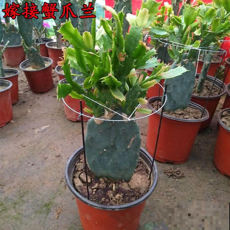 家里的花招了蚧壳虫，橄榄油加洗洁精，给花喷点效果好！