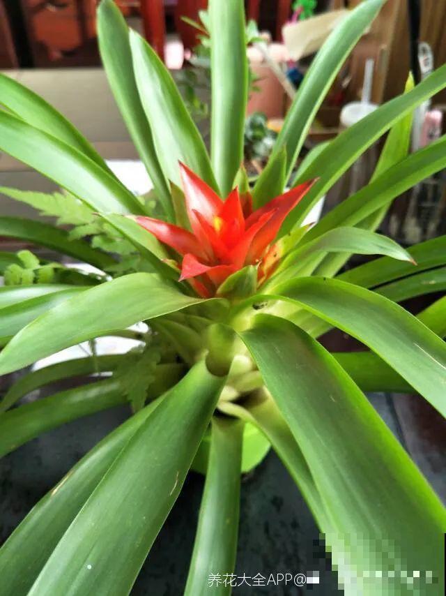 老祖宗留下来的养花谚语,真准! 老祖宗留下来的养花谚语,真准!