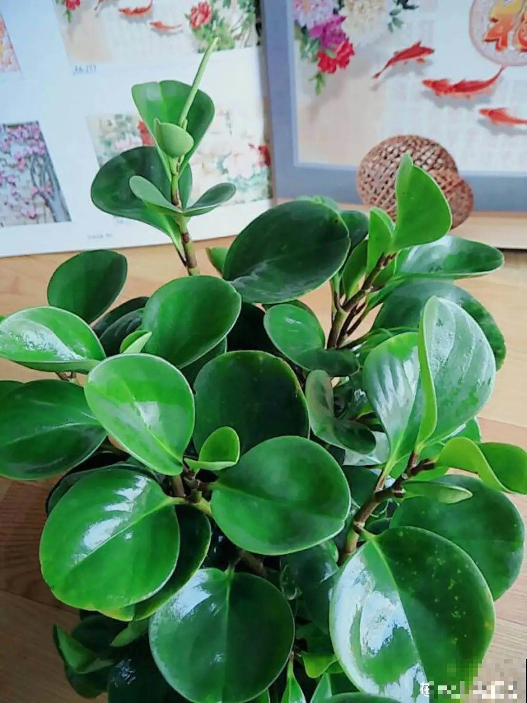 家里养盆它,变成绿色小森林,净化空气变氧吧! 家里养盆它,变成绿色小森林,净化空气变氧吧!