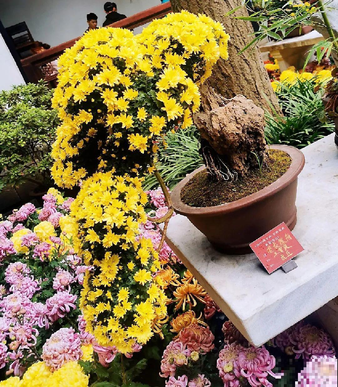 最大的长寿老桩,7年时间,养成盆景! 最大的长寿老桩,7年时间,养成盆景!