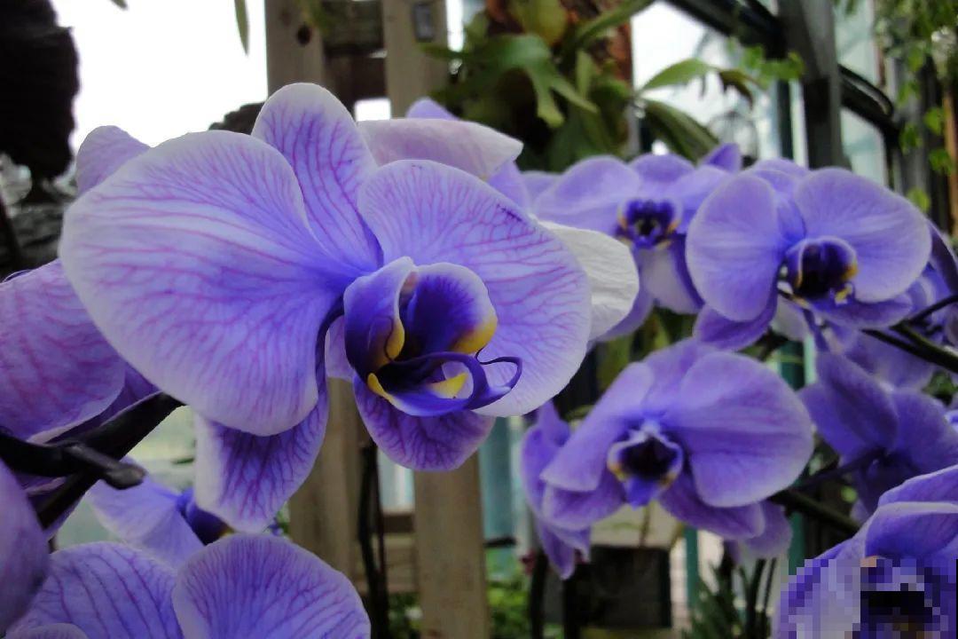 蓝色蝴蝶兰头一回见,一买就上当,养不活真生气! 蓝色蝴蝶兰头一回见,一买就上当,养不活真生气!