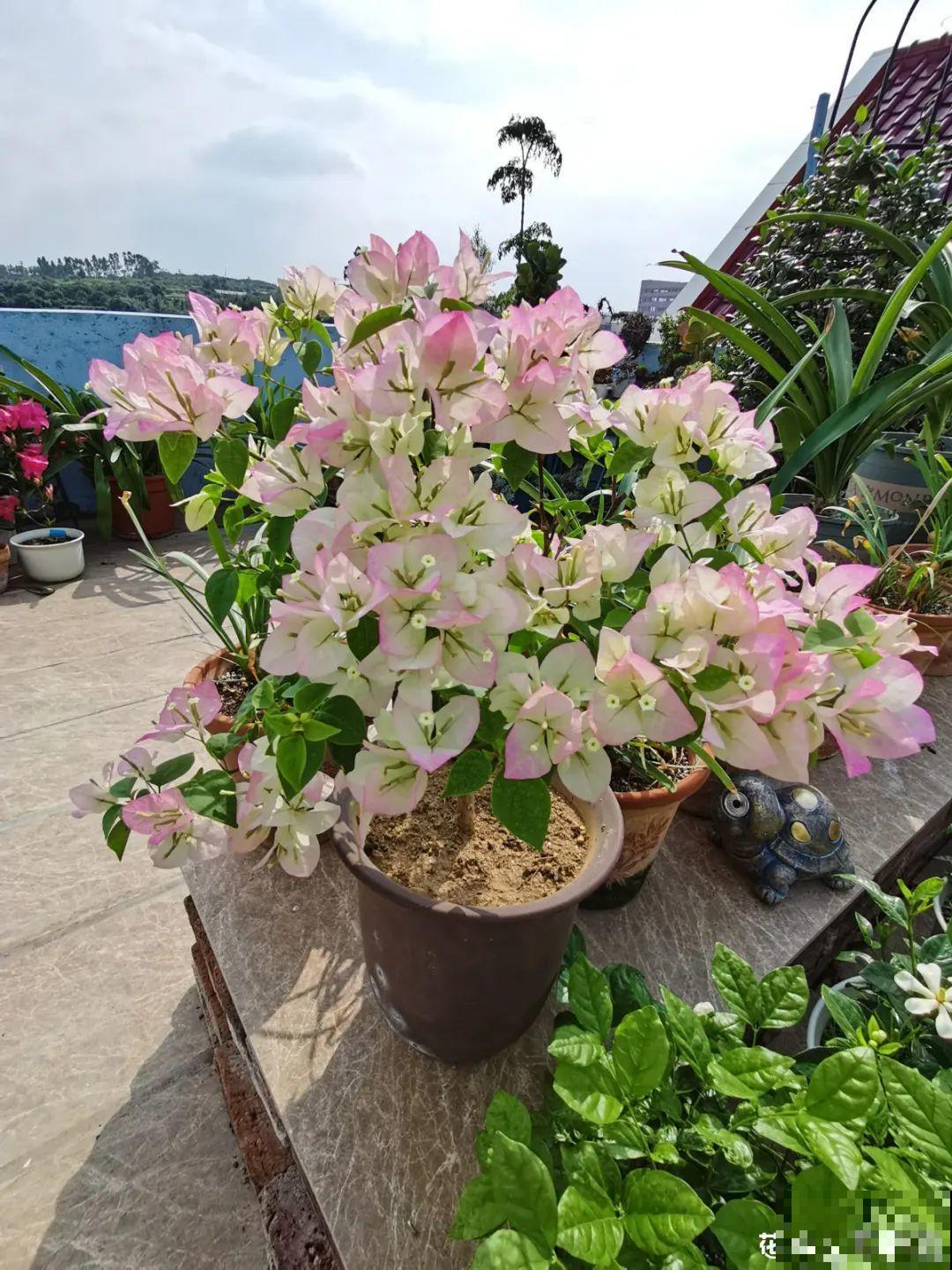 长寿总是不开花，黑塑料袋一套，立马咕噜噜冒花苞！
