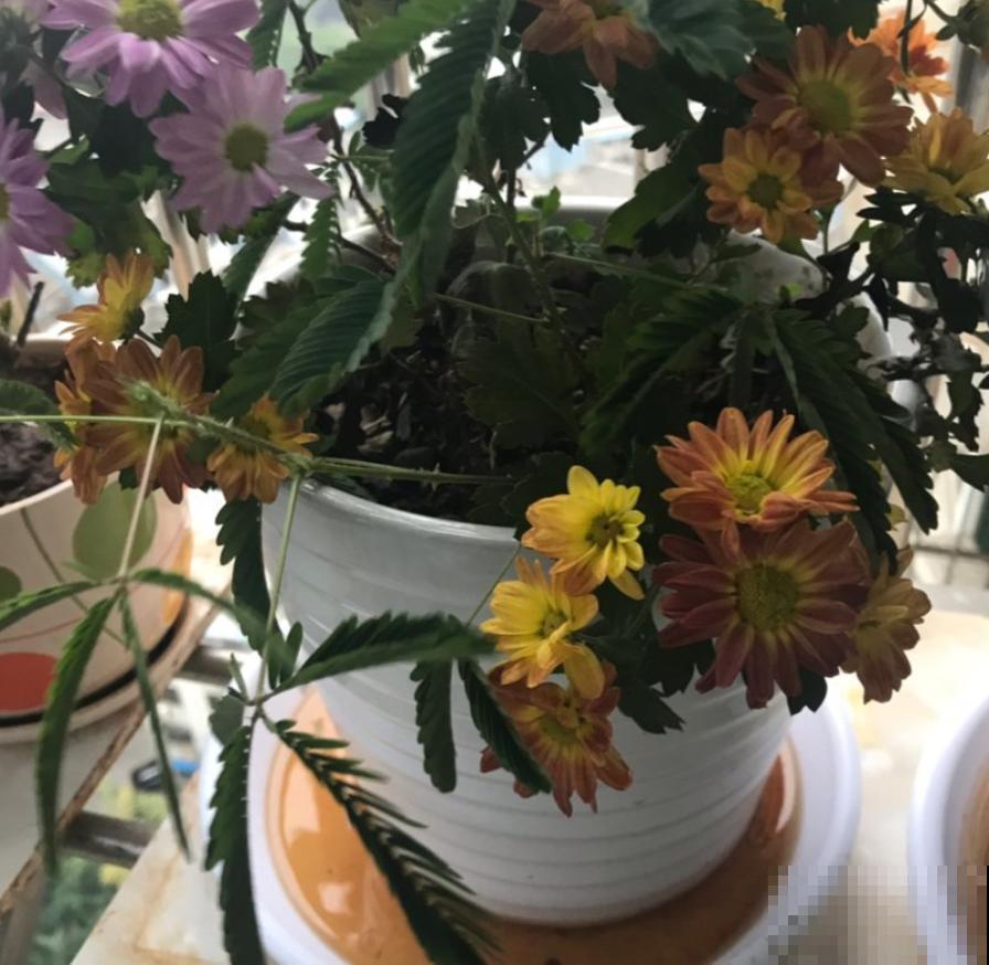 养花如何增加空气湿度？4个小妙招，省下空气加湿器的钱！