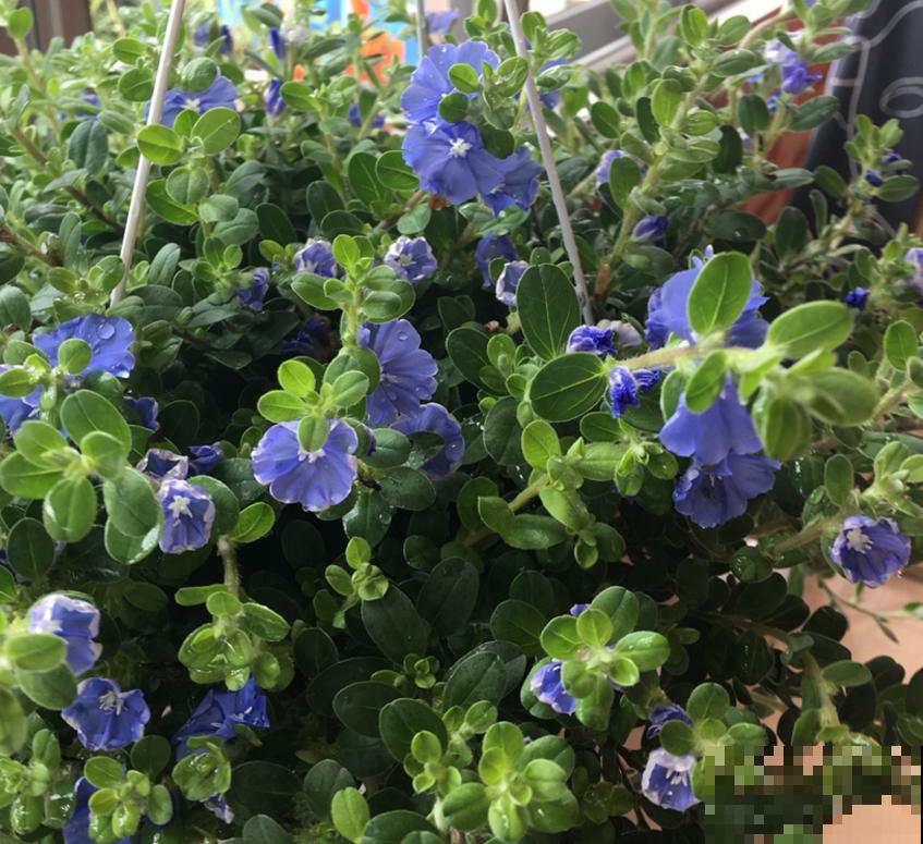 特励志的蓝星花，花朵只开一天，花期是一年！