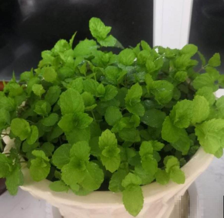 秋冬动不动就生病？养这4盆花，益处多多！