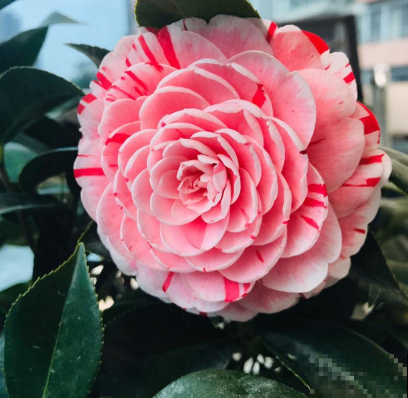 茶花疏蕾有讲究，时间、方法都不能随意，快学一学！